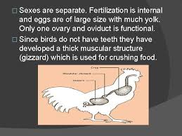 If the female bird has mated, there will be sperms in the oviduct which will fertilize the egg (the yolk part) as soon as it is ovulated. Class Aves What Are Birds Birdsclass Aves Are