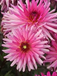 Molte persone credono che le wallpapers for desktop siano immagini sofisticate che vediamo e. Fiori Estate Rosa Foto Gratis Su Pixabay