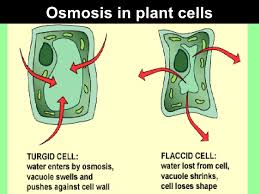 We did not find results for: Diffusion And Osmosis