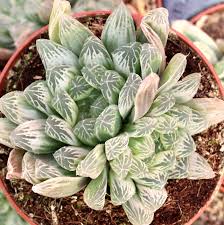 Image result for Haworthia