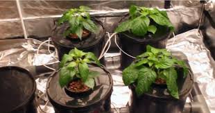 Best Hydroponic Bucket System January 2021 Actual Comparison