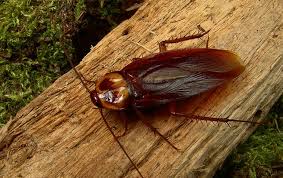 This is a specialty business, and regular pest control companies do not use the proper techniques to solve animal problems. Helpful Guide To Lake County Fl Pest Identification Prevention