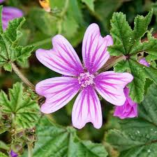 Image result for Malva verticillata