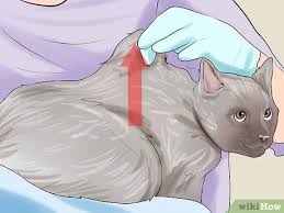 If that happens to you and your cat, there could be things to change about the process to make things. How To Give Subcutaneous Fluids To A Cat 15 Steps With Pictures