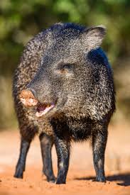 Collared Peccary Javelina Or Musk Hog Not A Pig Wildlife Photography Colors Of Nature Adorable Unbelievable Stunned Javelina Pig Collared Peccary