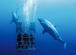 guadalupe island is the best great white shark cage diving on the planet and the nautilus liveaboards di great white shark diving shark cage shark cage diving