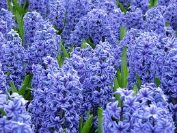 Great customer service · largest seed selection · 100% pure always Hyacinths How To Plant And Care For Hyacinth Hgtv