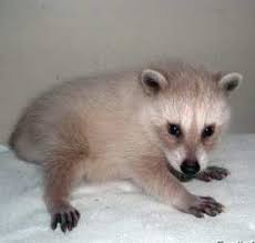 This is the one stop shop for exotic wild animals and domestic pets. Raccoons For Sale