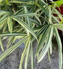 Image result for Pleioblastus fortunei