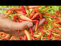 Jumadi mengawali usaha taninya dengan lahan 0,75 hektar pada 1991. Youtube