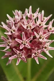 Image result for Buchnera speciosa