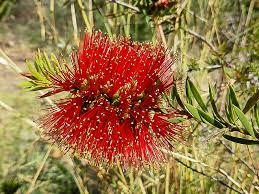 Image result for Callistemon