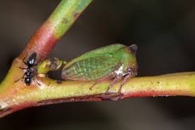 Image result for Polysphaeria harrisii