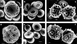 Ocean Acidification Morel Trace Metals Group
