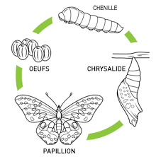 Reconnaître les dégâts, poser des pièges, traiter et détruire les nids, en prenant des précautions pour prévenir les allergies. Papillon De Jour Papillon De Nuit Et Chenille Infestation Montreal
