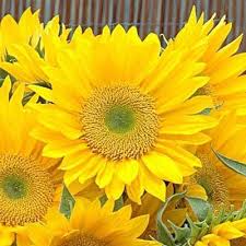 Pin On Sunflower