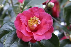 Birds are very important pollinators of wildflowers throughout the world. List Of U S State And Territory Flowers Wikipedia