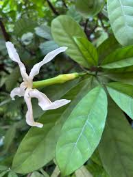 Image result for Tabernaemontana pachysiphon