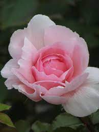Pin On Roses