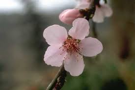 Image result for Prunus persica