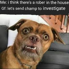 When You Hear A Noise In Your House At Night Funny Memes Funny Animal Memes Animal Memes
