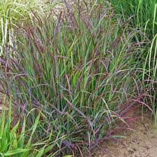 Image result for Panicum schinzii