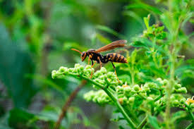 Get directions, reviews and information for tennessee quality termite & pest control inc in morristown, tn. 3 Common Summertime Wasps Johnson Pest Control