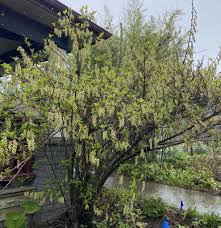 Image result for Polystachya lacroixiana