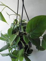 Jun 04, 2020 · how often should i water my philodendron brasil? Heartleaf Philodendron Plant Care How To Grow Maintain Philodendrons Apartment Therapy