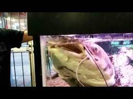 Redtail Catfish Care Guide Tank Setup Mates Diet