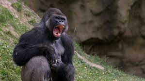 Wallpaper Gorilla Black Monkey Hd Gorilla Animals Orangutang