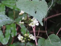Image result for Lepistemon