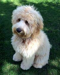 Arrowhead labradoodles are experienced breeders in ontario, offering the finest bred dogs available. Labradoodles For Sale In Muskoka Ontario Puppy Heaven Labradoodles