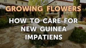 30 tage rückgaberecht und kostenfreier rückversand, falls new care sie nicht überzeugt! How To Care For New Guinea Impatiens Youtube