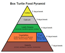 Box Turtle Food Pyramid Complete Critter