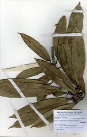 Image result for Ficus barteri