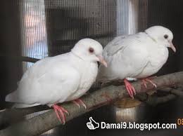 Karakteristik dan perbedaan lovebird jantan dan betina. Cara Merawat Dan Beternak Menangkar Burung Puter Putih Serta Keuntungannya Hobi Si Petani