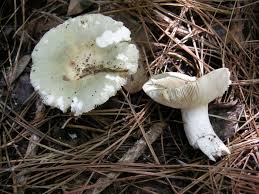 Image result for Russula vinacea