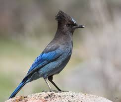 Blue Identification Birds Of Colorado Birds Of The Colorado Mountains Animal Symbolism Birds Beautiful Birds