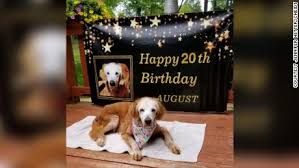 Tennessee Dog Augie Celebrates 20th Birthday To Become Oldest Golden Retriever In History Cnn