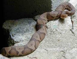 A very cool copperhead skin shed! Copperhead Snake Hiker S Notebook