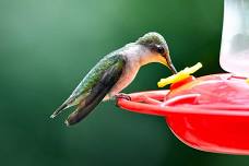 Hummingbird Hangout