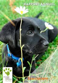 Check spelling or type a new query. Rapport Annuel Acgao 2019 By Chien Guide Ouest Issuu