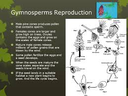 These minute organisms consist of one or a few cells inside a tough coat. Chapter 3 Plant Growth And Reproduction 5 Th Grade Science Teacher Imarlys Cajigas Big Idea Plants Have A Variety Of Structures To Help Them Carry Out Ppt Download