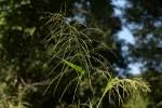 Image result for Panicum arcurameum