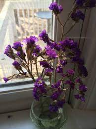 Shop with afterpay on eligible items. What Is This Purple Dried Flower Gardening Landscaping Stack Exchange