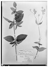 Image result for Tetradenia tanganyikae