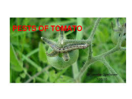 Discover different symptoms of specific tomato pests that may be attacking your plants and how to treat infested tomato plants to keep them healthy. Ppt Pests Of Tomato Powerpoint Presentation Free Download Id 521232