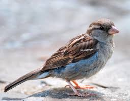 Bird Sounds And Songs Of The House Sparrow The Old