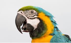 Image result for parrot